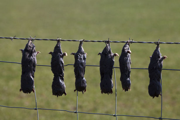 <strong>Simon Whalley</strong> Moles