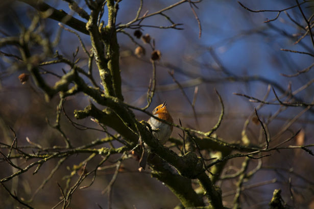 <strong>Simon Whalley</strong> Singing for Spring