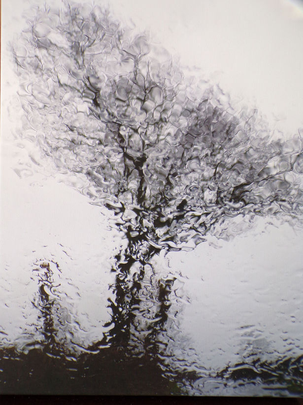 <strong>Elli Logan</strong> shaking tree