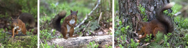 <strong>Simon Whalley</strong> Red Squirrel on the Penrith Beacon