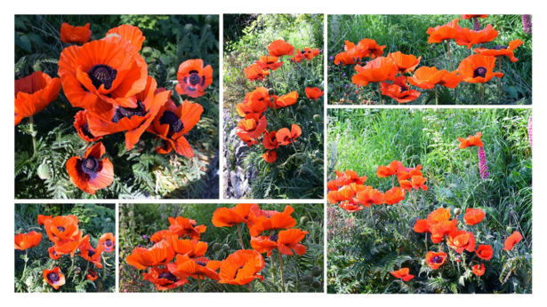 <strong>Margaret Shaw</strong> Poppies